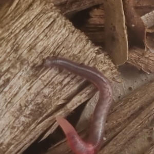 Oligochaeta (class) at Burnside, QLD - suppressed