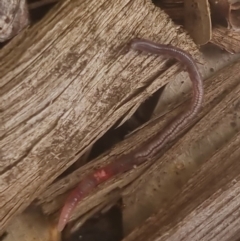 Oligochaeta (class) at Burnside, QLD - suppressed