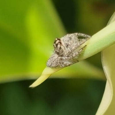 Unidentified Jumping or peacock spider (Salticidae) at suppressed - 15 May 2024 by clarehoneydove