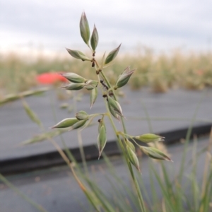 Rytidosperma carphoides at Hume, ACT - 18 Dec 2023