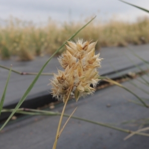 Rytidosperma carphoides at Hume, ACT - 18 Dec 2023