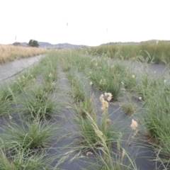 Rytidosperma carphoides at Hume, ACT - 18 Dec 2023