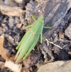 Atractomorpha similis at Burnside, QLD - 15 May 2024