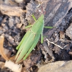Atractomorpha similis at Burnside, QLD - suppressed
