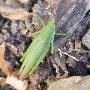 Atractomorpha similis at Burnside, QLD - 15 May 2024