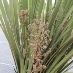 Lomandra multiflora (Many-flowered Matrush) at Hume, ACT - 18 Dec 2023 by michaelb