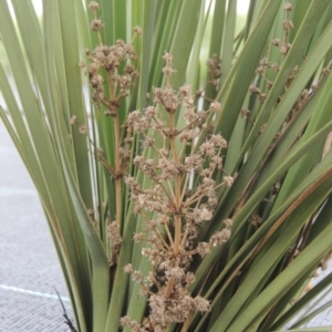 Lomandra multiflora at Hume, ACT - 18 Dec 2023