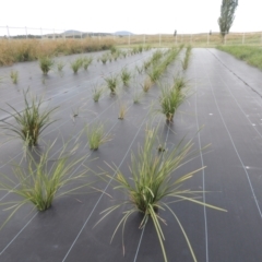 Lomandra multiflora at Hume, ACT - 18 Dec 2023