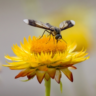 Comptosia quadripennis (a bee fly) at ANBG - 17 Feb 2024 by KorinneM