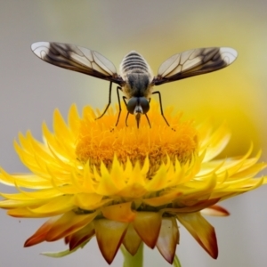 Comptosia quadripennis at ANBG - 17 Feb 2024