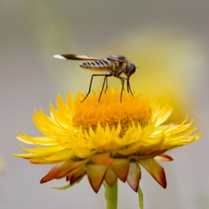 Comptosia quadripennis at ANBG - 17 Feb 2024