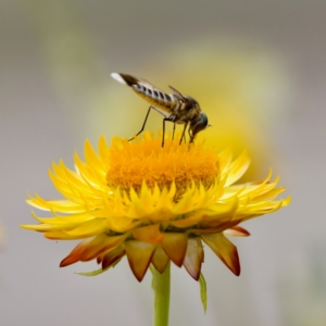 Comptosia quadripennis at ANBG - 17 Feb 2024