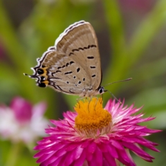 Jalmenus ictinus (Stencilled Hairstreak) at ANBG - 17 Feb 2024 by KorinneM