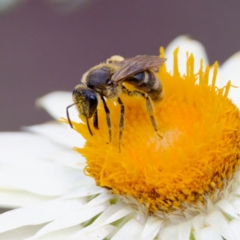 Lasioglossum (Chilalictus) lanarium at Acton, ACT - 17 Feb 2024 by KorinneM