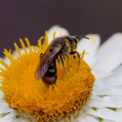 Lasioglossum (Chilalictus) sp. (genus & subgenus) at ANBG - 17 Feb 2024