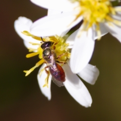 Lasioglossum (Homalictus) punctatus (A halictid bee) at Acton, ACT - 17 Feb 2024 by KorinneM