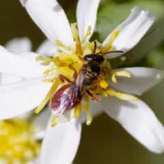 Lasioglossum (Homalictus) punctatum at ANBG - 17 Feb 2024