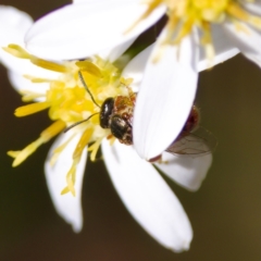 Lasioglossum (Homalictus) punctatus at ANBG - 17 Feb 2024