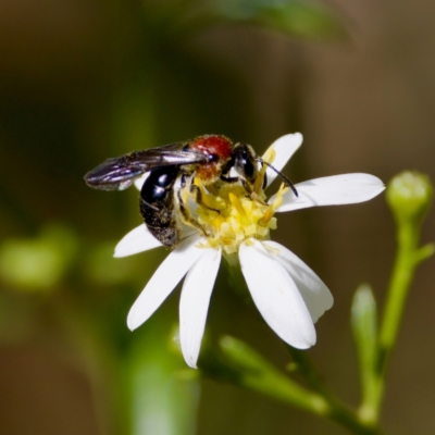 Lasioglossum (Callalictus) callomelittinum (Halictid bee) at ANBG - 17 Feb 2024 by KorinneM