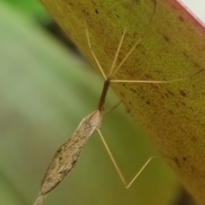 Austrolimnophila antiqua at Burnside, QLD - suppressed