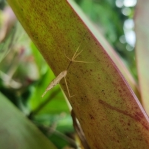 Austrolimnophila antiqua at Burnside, QLD - suppressed