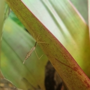 Austrolimnophila antiqua at Burnside, QLD - suppressed