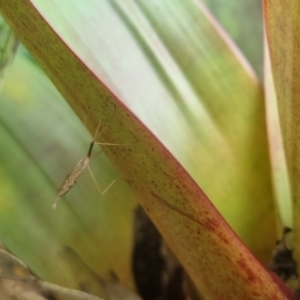 Austrolimnophila antiqua at Burnside, QLD - suppressed