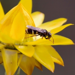 Bembecinus sp. (genus) at Acton, ACT - 17 Feb 2024 by KorinneM