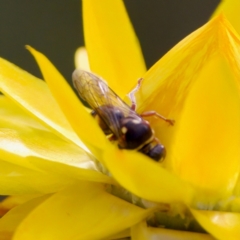 Bembecinus sp. (genus) at ANBG - 17 Feb 2024