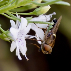 Odontomyia hunteri (Soldier fly) at ANBG - 17 Feb 2024 by KorinneM