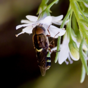 Odontomyia hunteri at ANBG - 17 Feb 2024