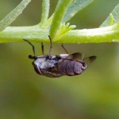 Stomorhina sp. (genus) at ANBG - 17 Feb 2024