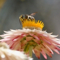 Megachile (Eutricharaea) maculariformis at Acton, ACT - 17 Feb 2024 by KorinneM