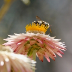 Megachile (Eutricharaea) macularis at ANBG - 17 Feb 2024