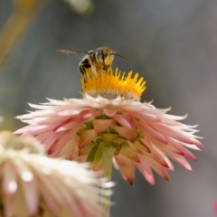 Megachile (Eutricharaea) macularis at ANBG - 17 Feb 2024