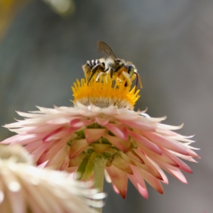 Megachile (Eutricharaea) macularis at ANBG - 17 Feb 2024