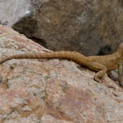 Intellagama lesueurii (Australian Water Dragon) at ANBG - 17 Feb 2024 by KorinneM