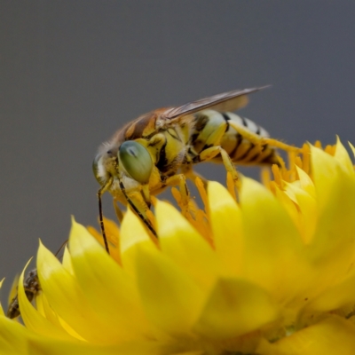 Bembix sp. (genus) at suppressed - 17 Feb 2024 by KorinneM