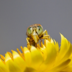 Bembix sp. (genus) at GG179 - 17 Feb 2024