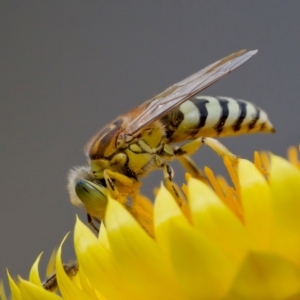 Bembix sp. (genus) at GG179 - 17 Feb 2024