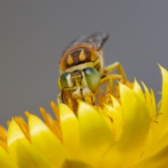 Bembix sp. (genus) at GG179 - 17 Feb 2024