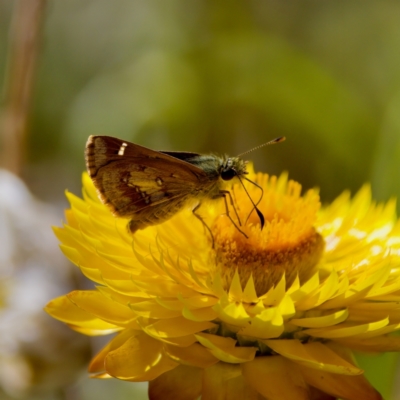 Dispar compacta (Barred Skipper) at Acton, ACT - 17 Feb 2024 by KorinneM