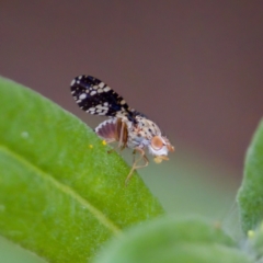 Austrotephritis fuscata (A fruit fly) at GG179 - 17 Feb 2024 by KorinneM