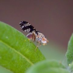 Austrotephritis sp. (genus) at Acton, ACT - 17 Feb 2024 by KorinneM