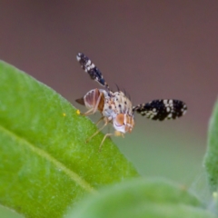 Austrotephritis fuscata at GG179 - 17 Feb 2024