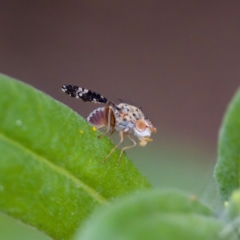 Austrotephritis fuscata at GG179 - 17 Feb 2024