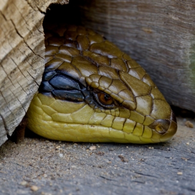 Tiliqua scincoides scincoides (Eastern Blue-tongue) at Acton, ACT - 17 Feb 2024 by KorinneM