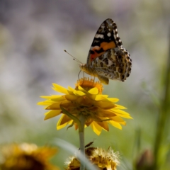 Vanessa kershawi (Australian Painted Lady) at GG179 - 17 Feb 2024 by KorinneM