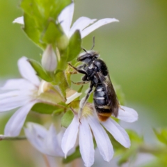 Lipotriches (Austronomia) ferricauda (Halictid bee) at Acton, ACT - 17 Feb 2024 by KorinneM