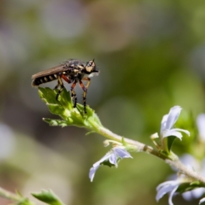 Thereutria amaraca at Undefined Area - 17 Feb 2024 03:44 PM